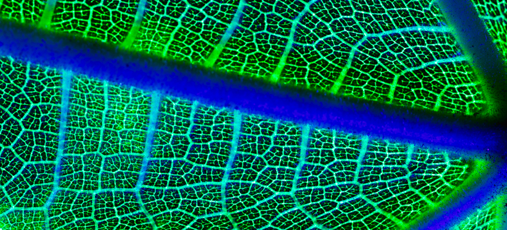 Close-up of a leaf showing water pathways, illustrating biomimicry in urban design for green neighborhoods